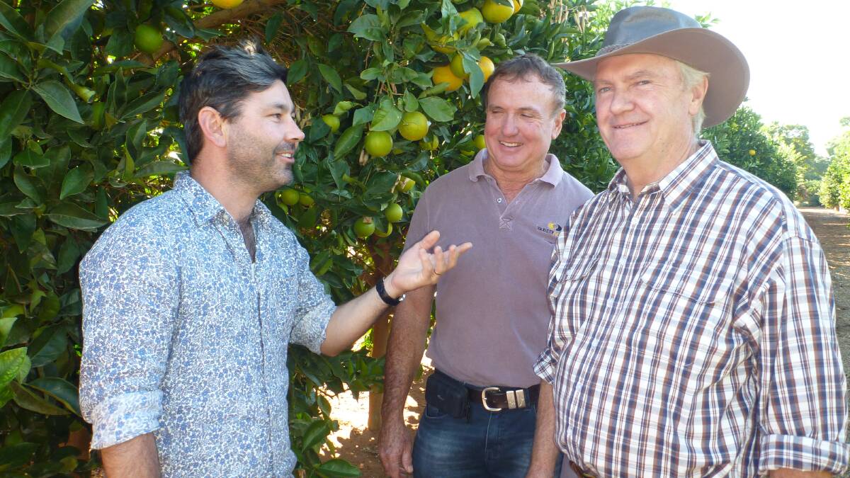 Welcome appointment; NSW Department of Primary Industries new citrus scientist, Dave Monks, inspects the largest citrus repository in Australia at the DPI's Dareton research station with Auscitrus chairman Wayne Parr and NSW DPI researcher, Graeme Sanderson. Photo: supplied.
