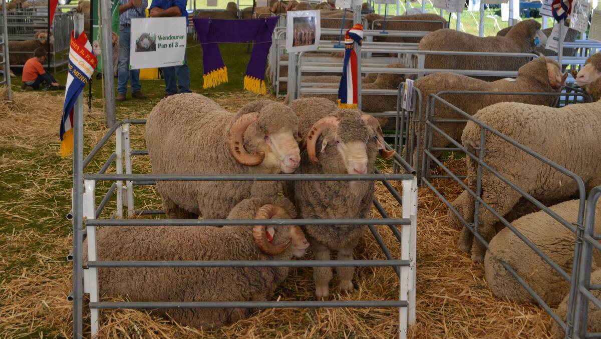 Merino rams on display during the 2016 South West Slopes Stud Merino Field Day at Harden. The genetic diversity of the Merino will be on display this year.