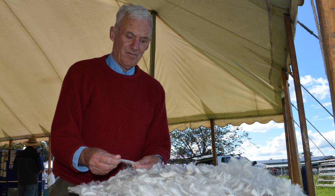 Doug Wright, examining an SRS fleece on display during the South West Stud Merino Breeders field days. 
