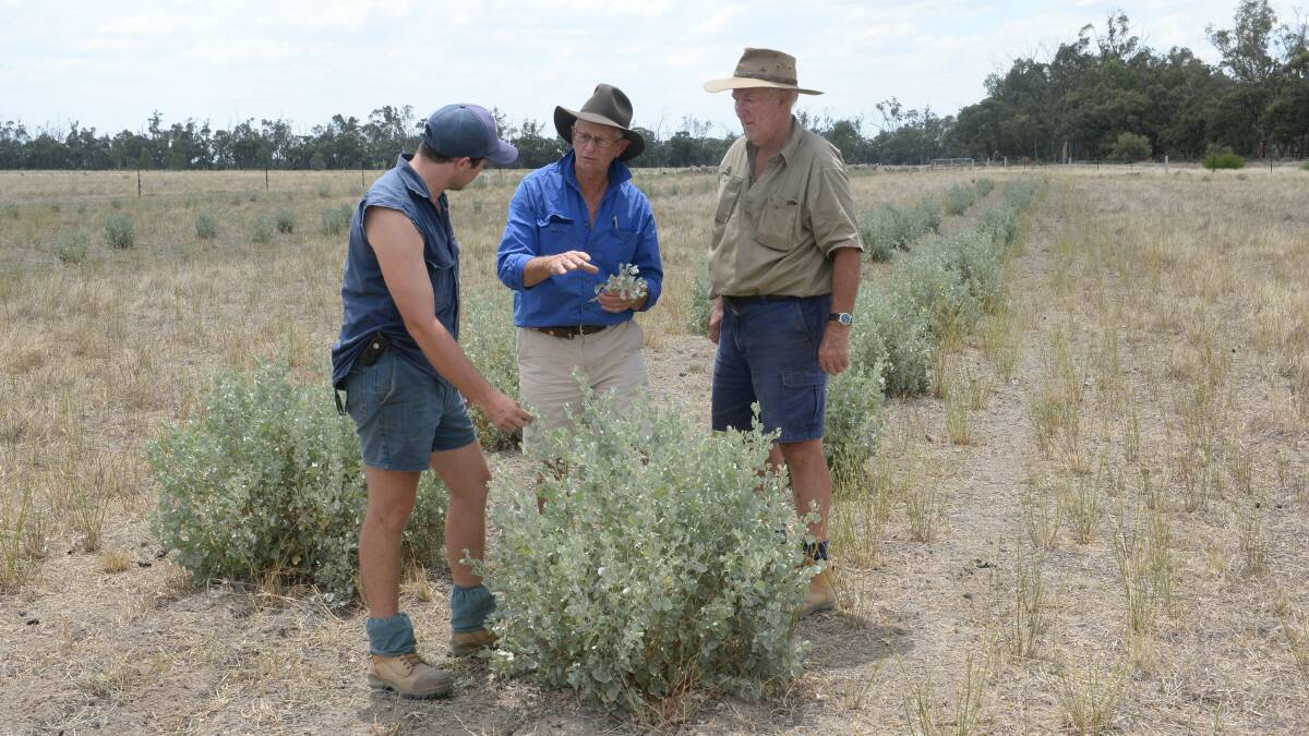 Project Officer, Rick Ellis (centre) is talking saltbush and pasture with Mitch Laureson and (right) David Ettershank, "Murray View", Murrabit via Swan Hill in a pasture variety trial site on "Murray View". 