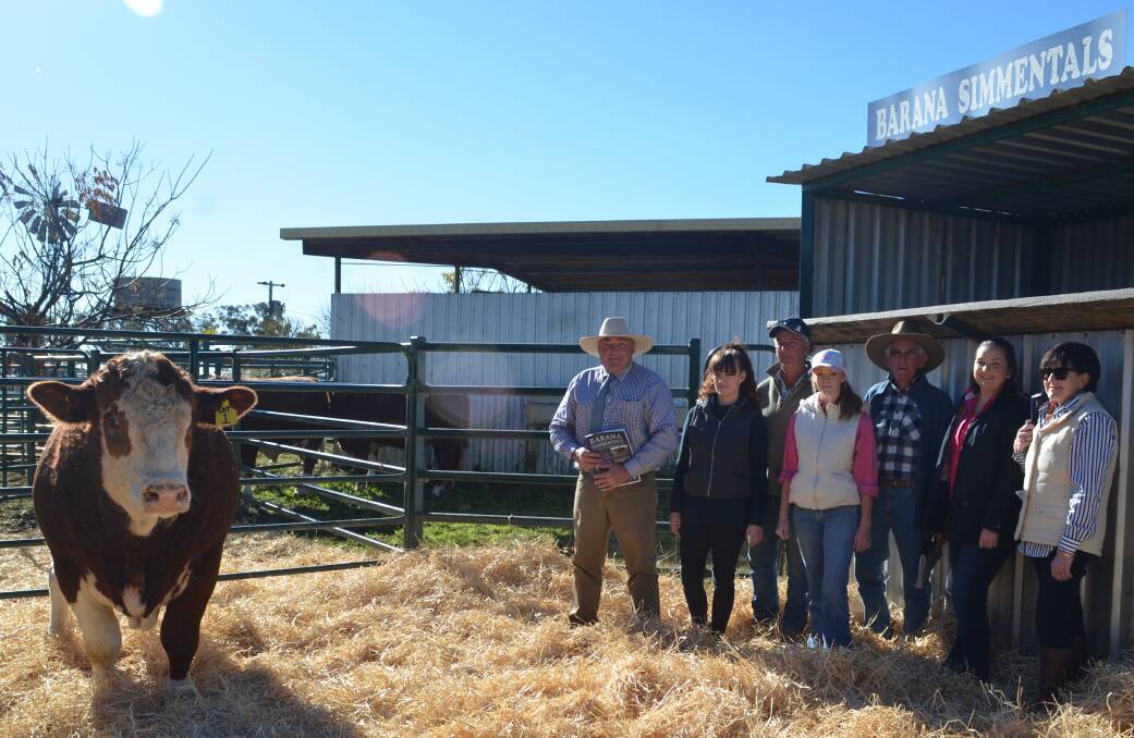 The Barana Simmentals annual on-property sale saw two top-priced bulls sell to Taylor, Brett, Bronte and Bruce Nasmith, Coolah, with one of the draft of three bulls purchased, here with Peter, Maddi and Charmaine Cook.