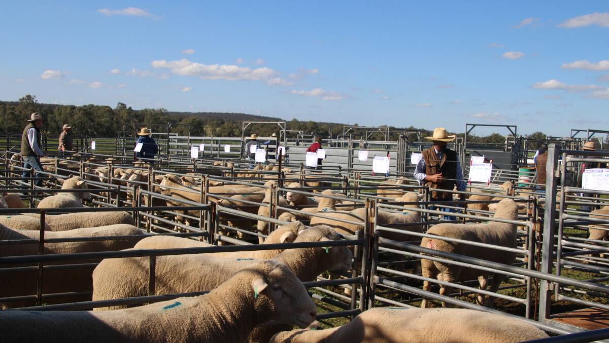 Plenty of interest was shown for the Narranmore rams selling to a 100 percent clearance. 