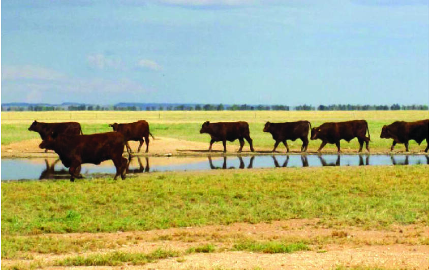 Heifers on S. Kidman and Company's  Durham Downs, in Queensland