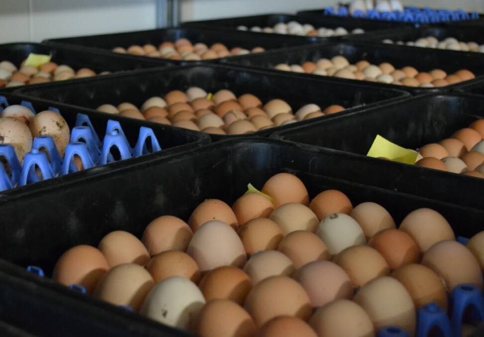 Hungry Korea’s egg imports must meet export standards