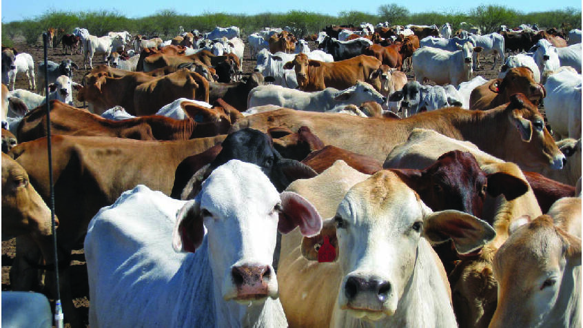 Up to 50 potential bidders are keen to run the 185,000 head Kidman cattle business as a separate operation, leasing the land from DomaCom.