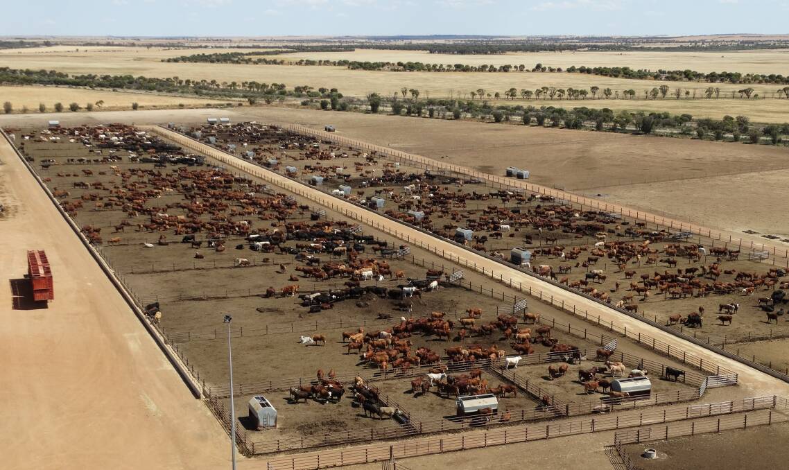 Harmony Agriculture and Food Company's 7000 head Westbeef feedlot at Kalannie in the WA wheatbelt. 