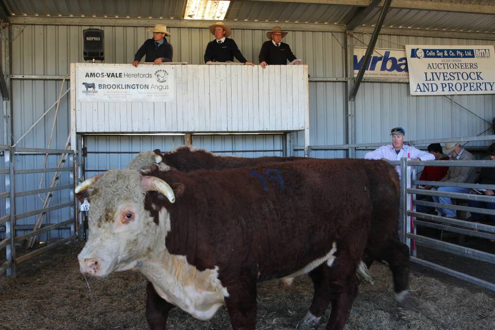 "The cattle have a strong following from Hereford breeders along the eastern fall, due to their do-ability and constitution," Colin Say and Co director Craig Thomas said. 
