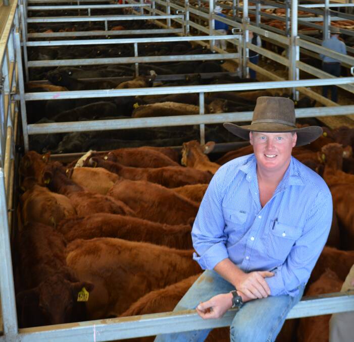 Overall winner of the Merriwa Show Feedback Trial went to Ashley Clark from Clark Livestock, Lyndhurst, pictured with a pen of Limousin cross mixed-sex weaners sold last year through CTLX, Carcoar. 