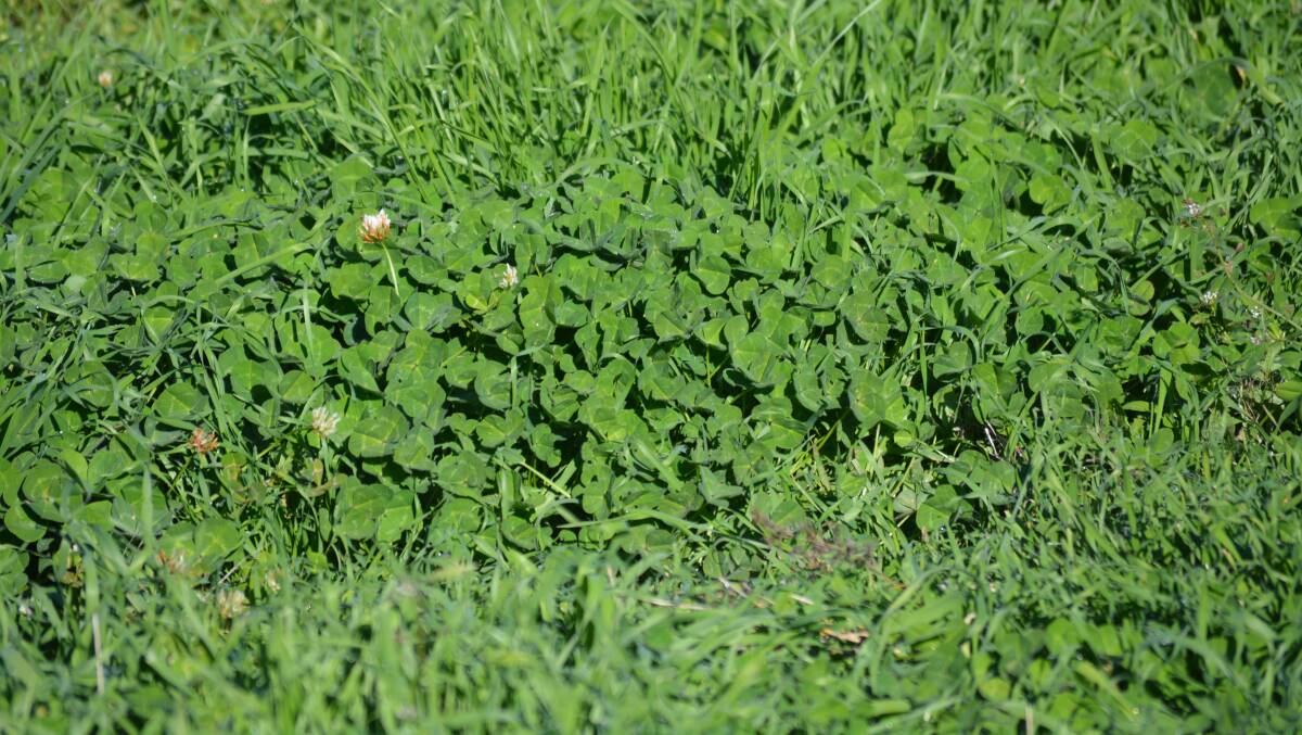 With an early autumn break and subsequent increased clover growth with colder weather, the number of bloat cases are on the rise. Photos: Hannah Powe