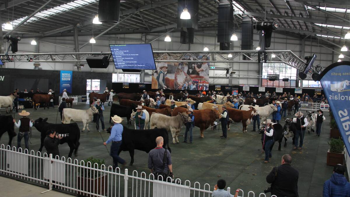 The action in the beef interbreed judging ring at the 2019 Royal Melbourne Show. 