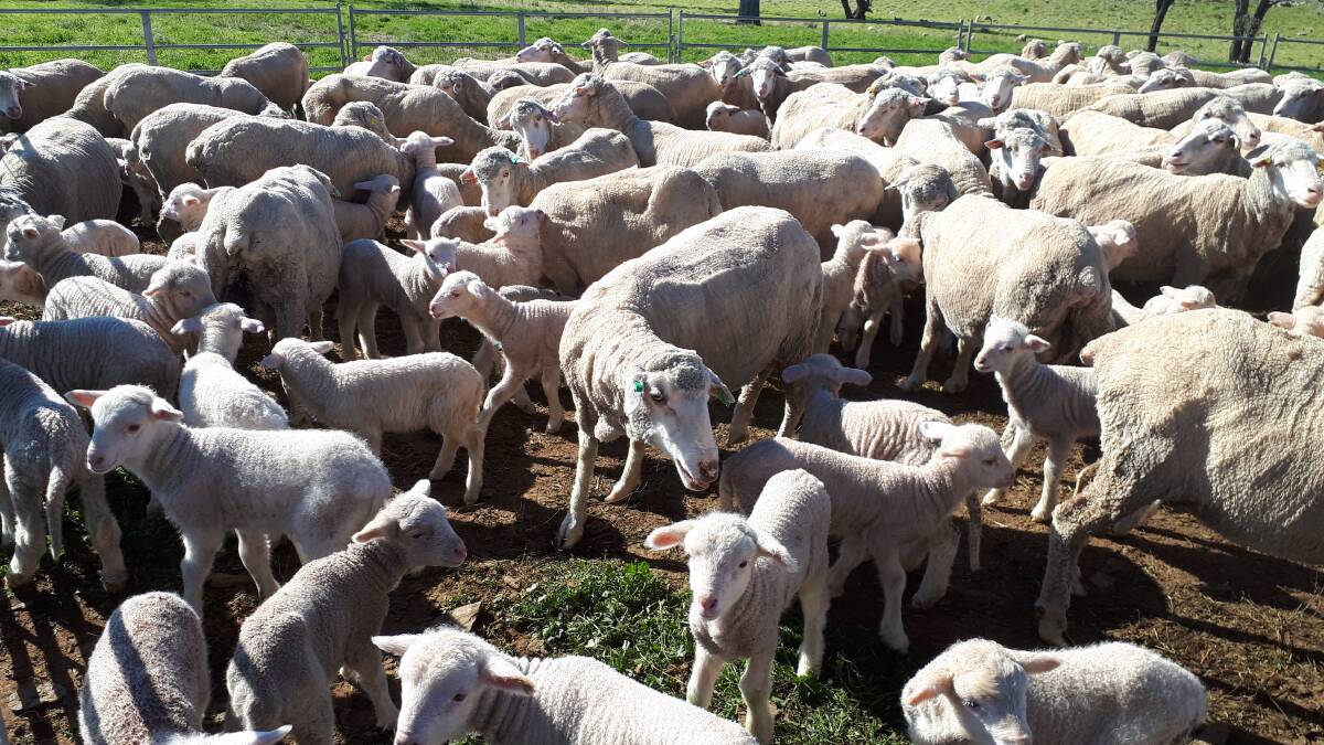 Producers will gain from identifying sheep that perform over their whole lifetime. MerinoLink 2017 drop lambs with 13 divergent industry sires represented, Cootamundra.
