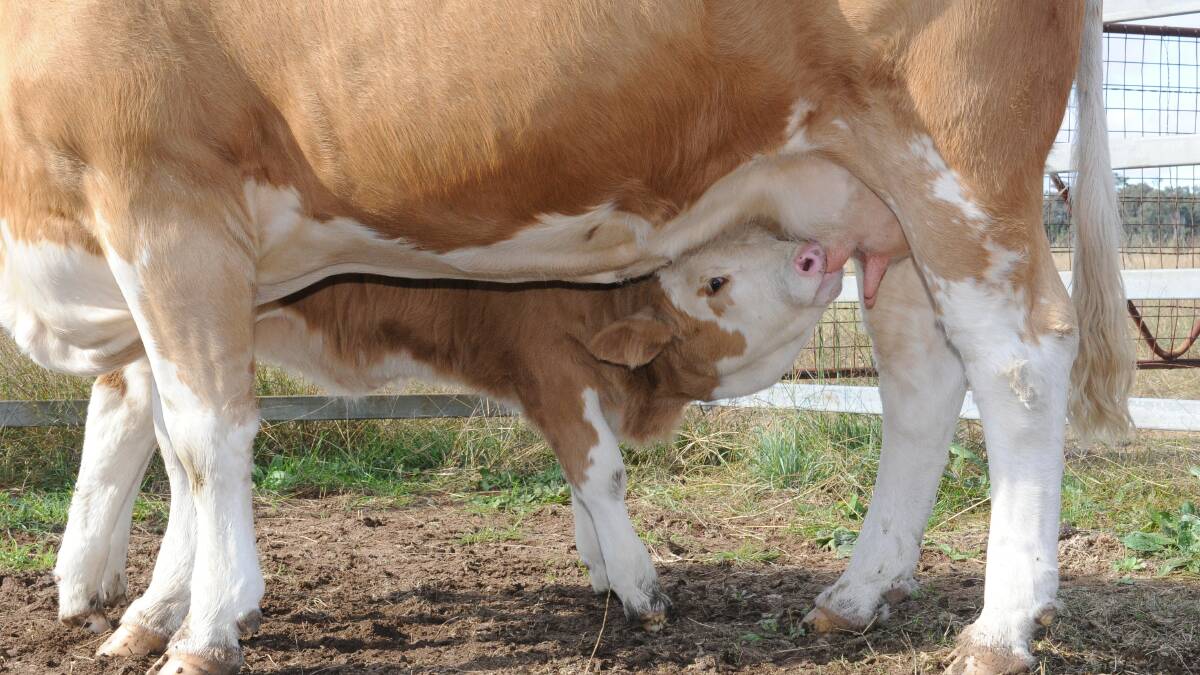 Of the cows with a detected pregnancy at day 28, up to 12 per cent go onto loose this pregnancy - characterised as late embryonic loss - in the coming weeks. Photo: Lucy Kinbacher