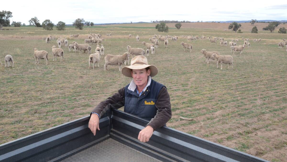 The 2013 winner Matthew Coddngton, Dubbo, in 2019 with ewes that were part of a trial which looked into the affects of heat stress on embryo viability.