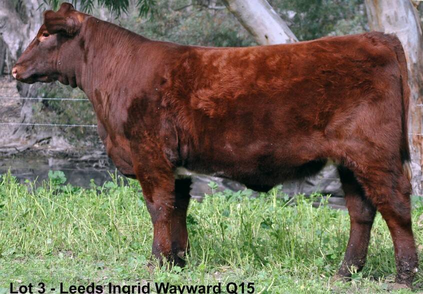 The $8000 top-priced heifer Leeds Ingrid Wayward Q15 purchased by Ben Shadbolt, Tas. Photo: AuctionsPlus 