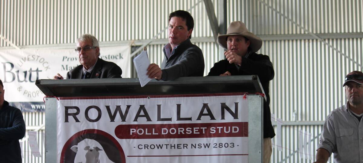 Auctioneer James Tierney, Wagga Wagga, and agents from Butt Livestock, Yass, and Gerrard and Partners, Young, spot bids from repeat buyers. 