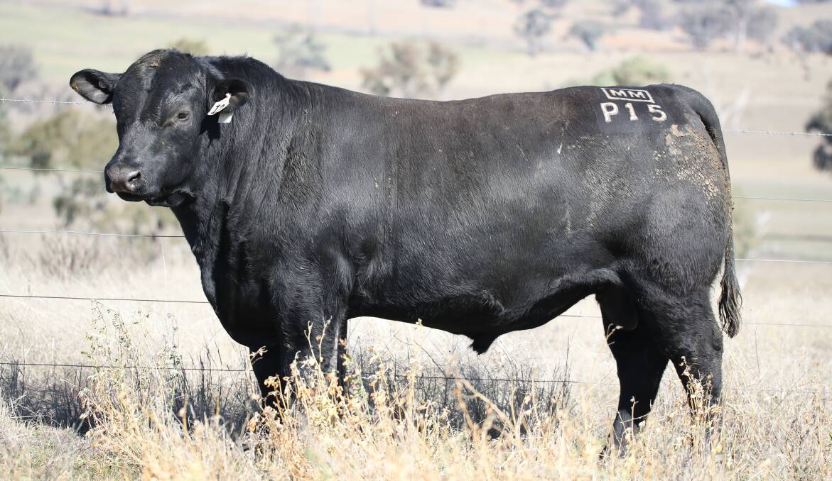 The $160,000 Australian record-priced Angus bull Millah Murrah Paratrooper P15 (pictured at 17 months). Photo: supplied