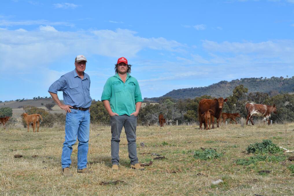 Warwick Knight and son, Andrew Knight, "Hollymount", Coonabarabran, pictured with their two-year-old first calf heifers. Calves are by Yamburgan and Futurity bulls. 