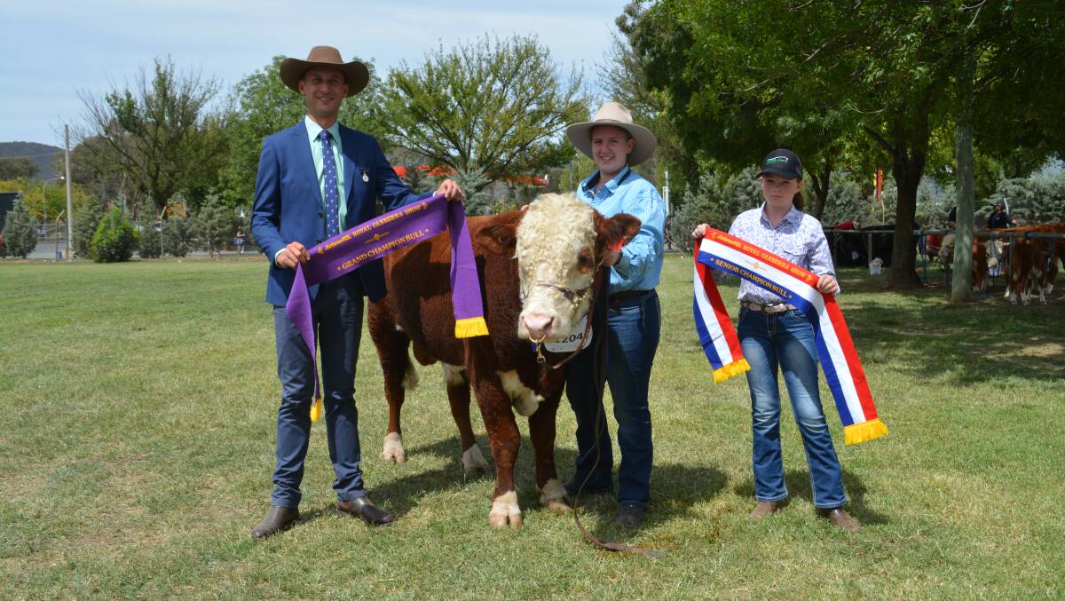 Judge Sam Hunter, Agstock, Yass, with Machayla Parish-Grant, Queanbeyan, leading the grand champion bull and supreme exhibit of the Miniature Hereford section, sashed by Rosie Sutherland, Beechworth, Vic. 
