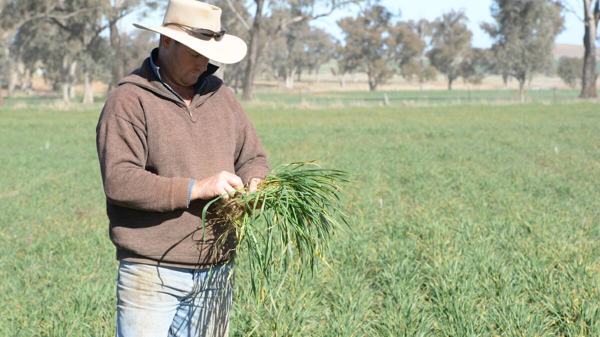 Oliver Wythes, Rockdale Grazing Company, "Canford", Canowindra, monitors the growth stage of his dual purpose Wedgetail wheat crop.