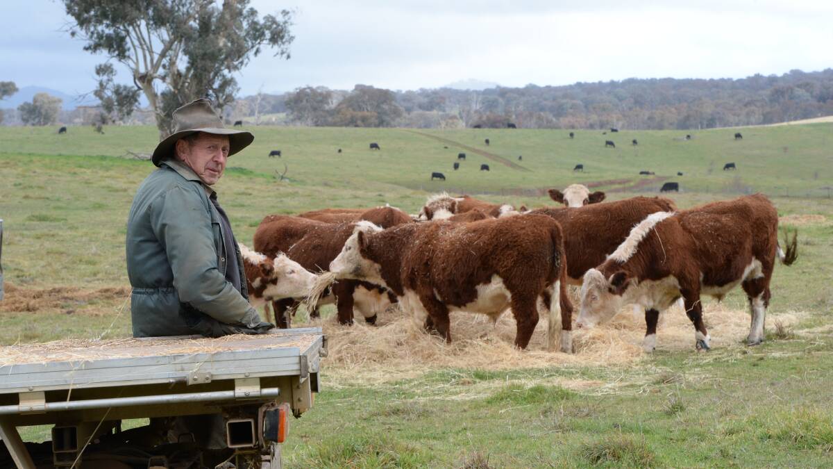 John Crain, "Bangadang", Adelong, with pasture fed 20-month-old Hereford steers destined for Teys, Wagga Wagga, later this year. 