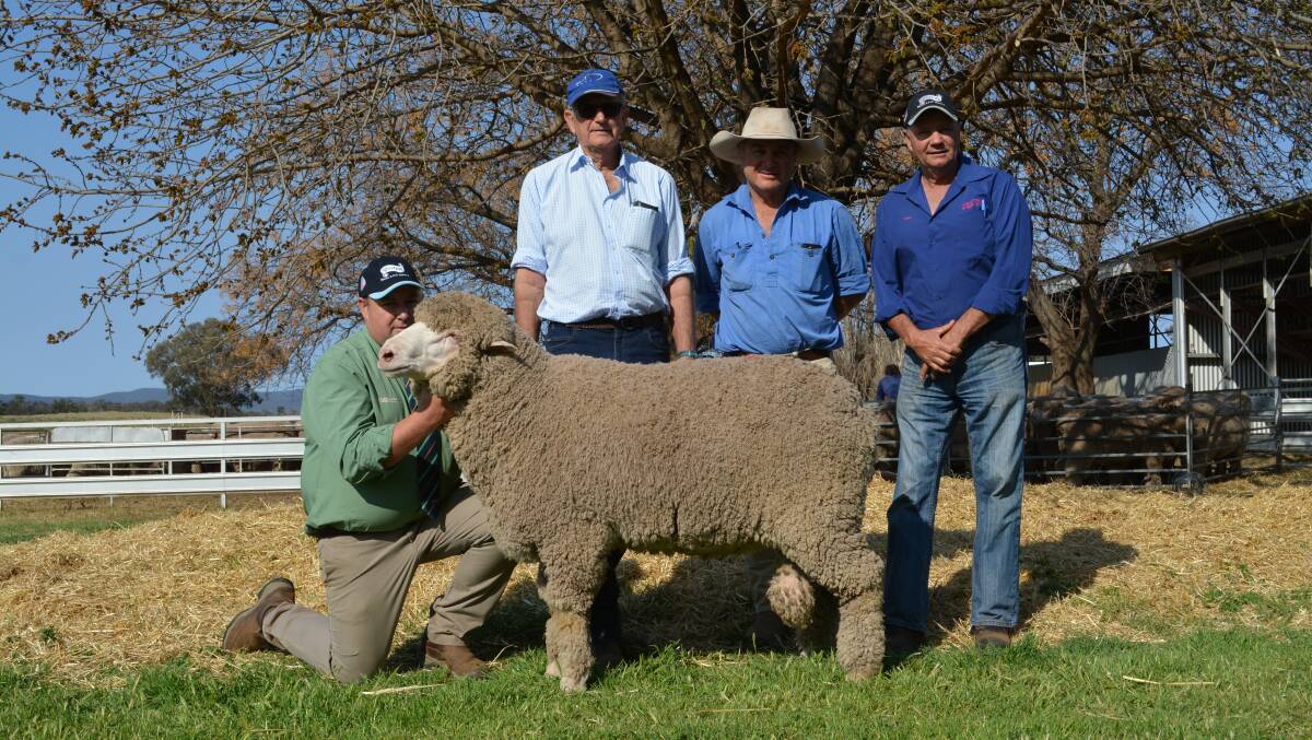 The $10,000 top priced Poll Merino ram held by Brad Wilson, Landmark Dubbo; with purchasers Robert Campbell, Tamworth, and James Warden, "Kigwigil", Walgett, and Westray co-principal Rob Cannon, Peak Hill. 