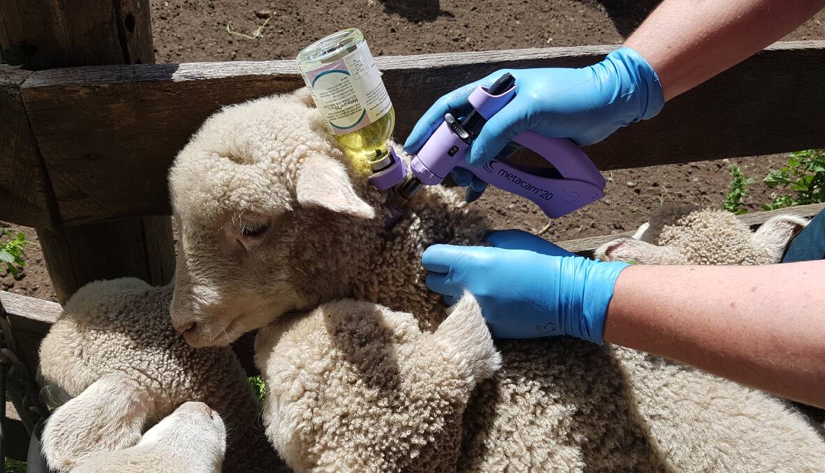 Metacam 20 administered subcutaneously 15 minutes before procedures can lead to pain relief for up to 72 hours in sheep. 