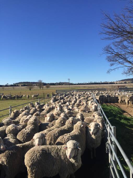 New England Fine Wool foundation ewes currently in lamb to 15 divergent industry sires.