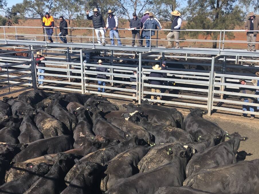 Carter Lindsay and Weber stock agents selling a top line of 47 Angus cows from Coolah that made 263.2c/kg at Dubbo prime sale last Thursday. Photo: Rebecca Sharpe