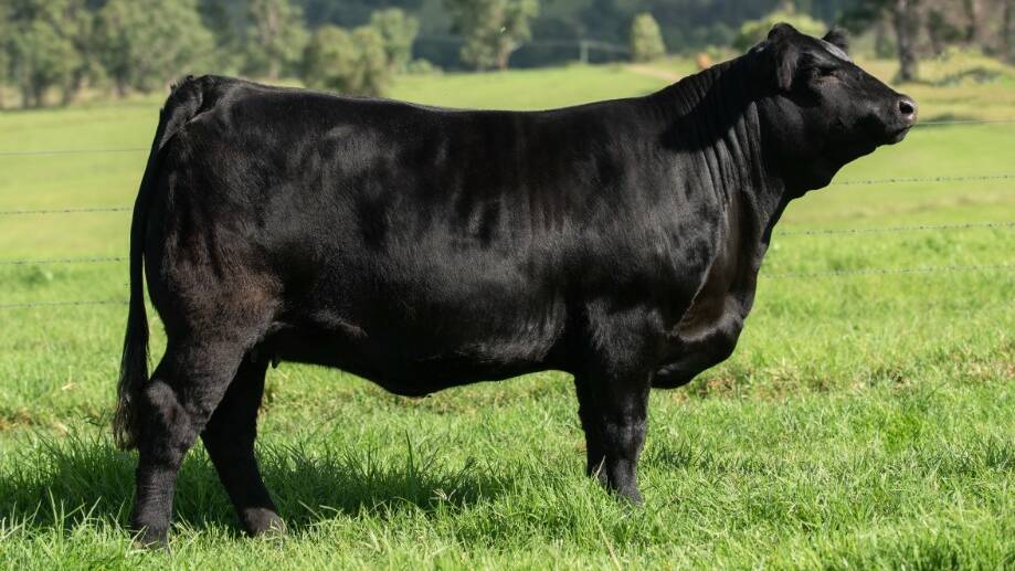 The 2020 Limousin National Show and Sale's supreme exhibit Warrigal Pillow Talk P19 exhibited by the Relf family of Warrigal Limousins, Wingham. Photo: Emily H Photography