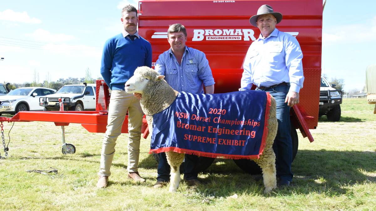 Judge Brayden Gilmore, Baringa Sheep Studs, Oberon, with James Frost of Hillden Poll Dorsets, Bannister, holding the Bromar supreme exhibit alongside Mark Liebich, Bromar, Grenfell. Photo: Shantelle Stephens 