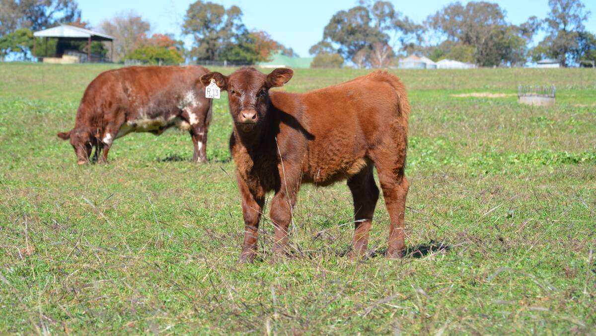 Seedstock producers face the challenge of purchasing recipient females in the current market. 