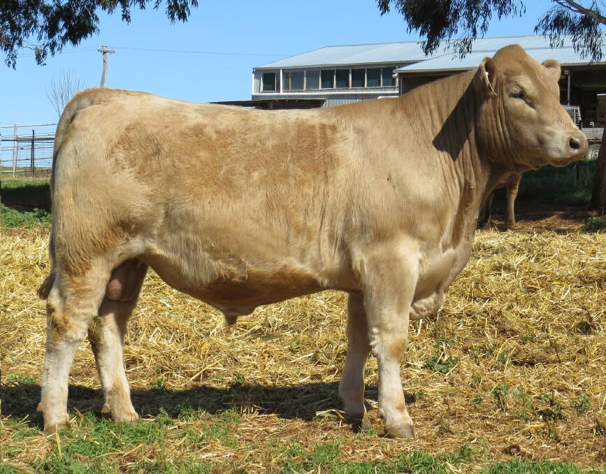 Top priced bull, Ayr Park Mystic M31, sold to Craig and Jacinta Grant, Lindsay Murray Grey stud, Casterton, Victoria. 