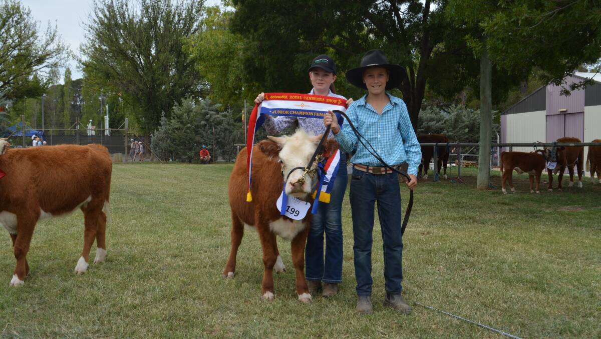 Junior champion Miniature Hereford heifer Palisade Gloria led by Rylee Quigg, Orange, and sashed by Rosie Sutherland, Beechworth, Vic. 