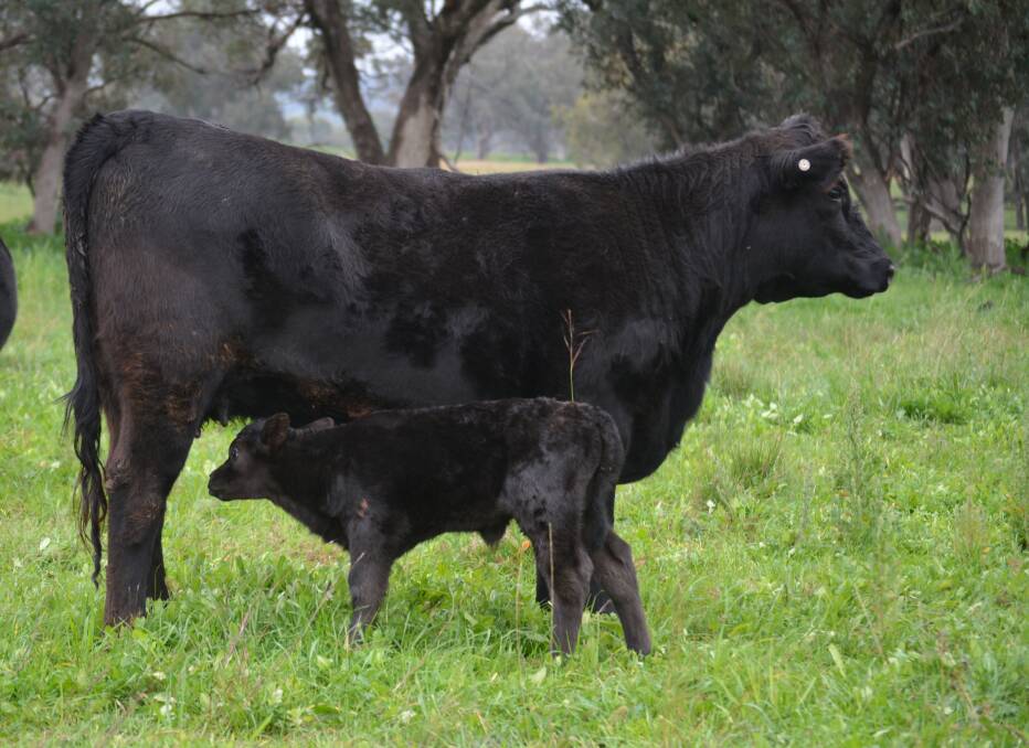 Dr Pohler said "one of the things that is very surprising but very repeatable is heifers are experiencing a lot more late embryonic loss and pregnancy loss after the day 28 or 30 pregnancy check compared to any of our other age categories". Photo: Hannah Powe