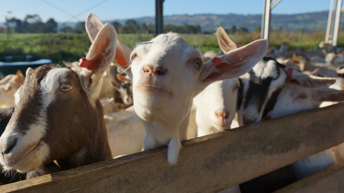 So you want to fence your goats | Video