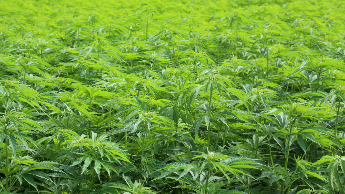 Not to be confused with its psychoactive cousin marijuana – hemp fibre crops were legalised in NSW in 2008, and have been lauded for versatility, water efficiency, and potential to be used in rotation. 
