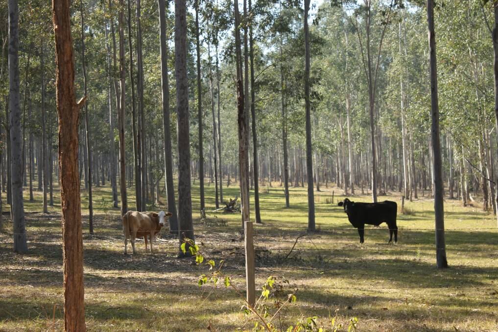 Brahman infused breeders under marketable poles on the Upper Clarence. Private native forestry's future is is under a regulatory cloud.