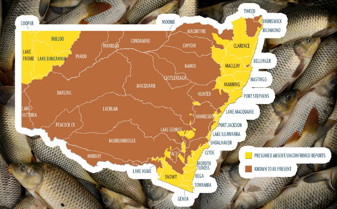 The spread of European Carp across NSW, according to the DPI. It is estimated the fish accounts for 80 per cent of the Murray-Darling biomass. Map courtesy of the NSW DPI. 