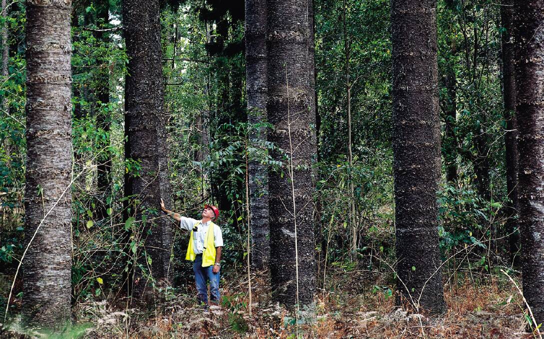 TIMBERRR: Profit potential could be growing in disused plantations across NSW.