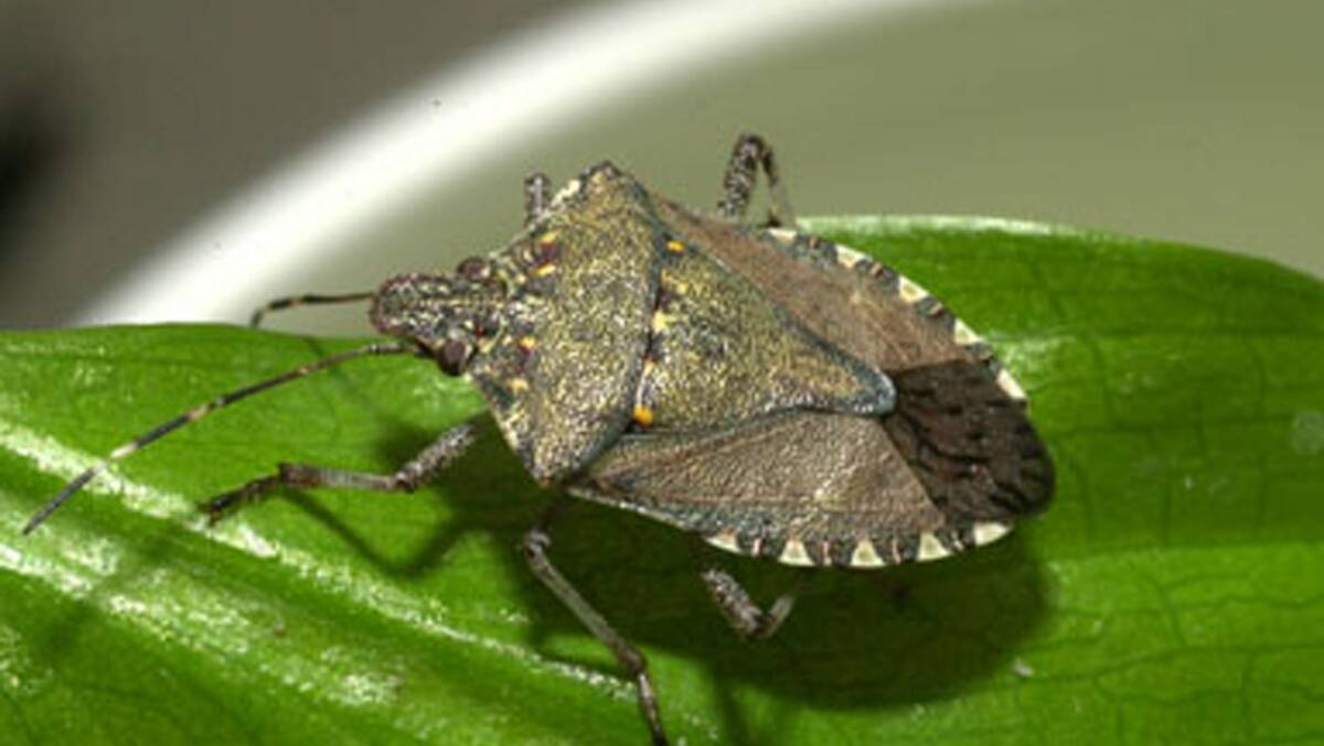 People living in and visiting the Glendenning area in Western Sydney are asked to keep an eye out for the Brown marmorated stink bug following the detection of the invasive insects at a warehouse. If you think you have found a Brown marmorated stink bug, catch it in a container and call the Exotic Plant Pest Hotline on 1800 084 881. 