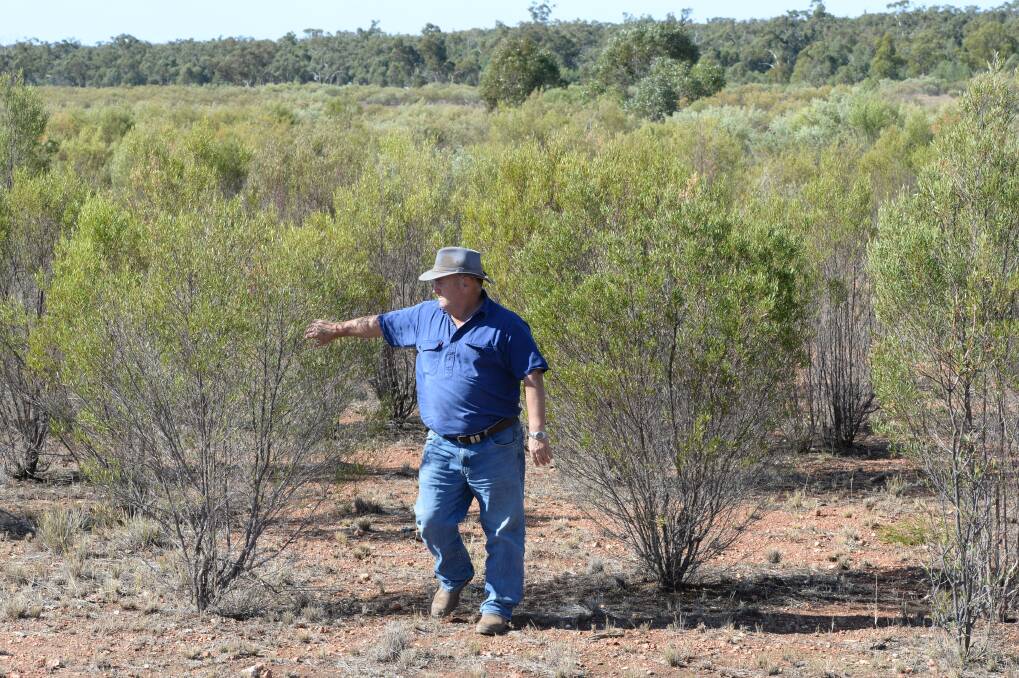 Tottenham farmer Brian Plummer 'Trigoona' inspects an area of seven-year regrowth on his property