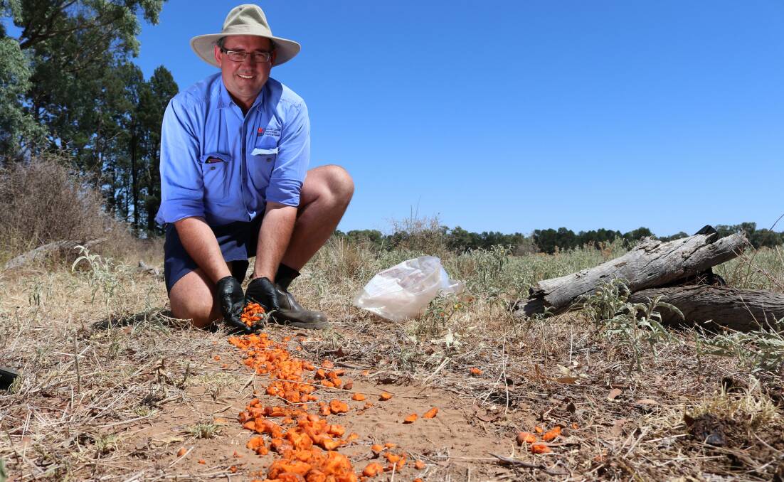 NSW Central West senior biosecurity officer Rhett-Robinson lays out carrot laced with a new strain of wild rabbit virus. More than 200 community groups in NSW will be involved in the release of the new weapon, which aims to further halt the spread of wild rabbits.  
