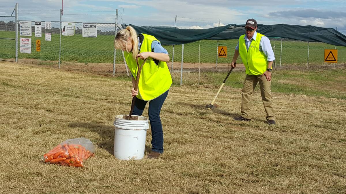 LLS Biosecurity officer Annaliese Geddes and Senior Biosecurity officer Lee Parker prepping some carrots with the virus. 