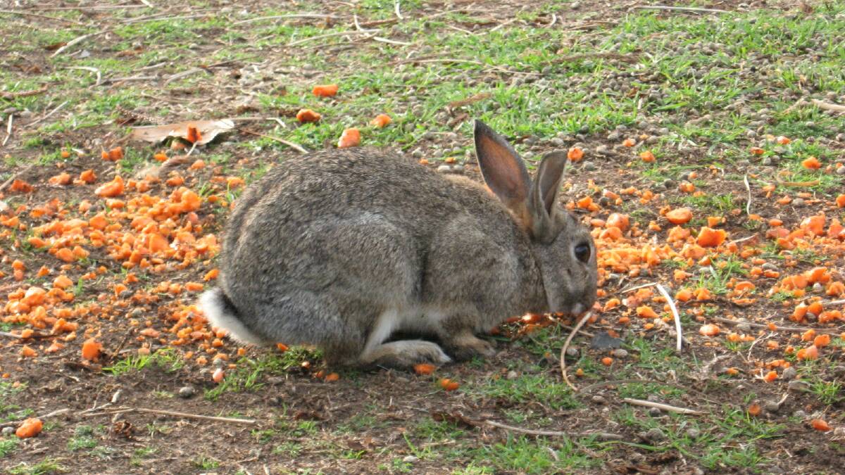 Rabbits are seen as Australia’s most widespread - and costly - environmental and agricultural vertebrate pest animal, causing more than $200 million in lost farm production annually, threatening biodiversity, and affecting 304 nationally threatened plant and animal species.