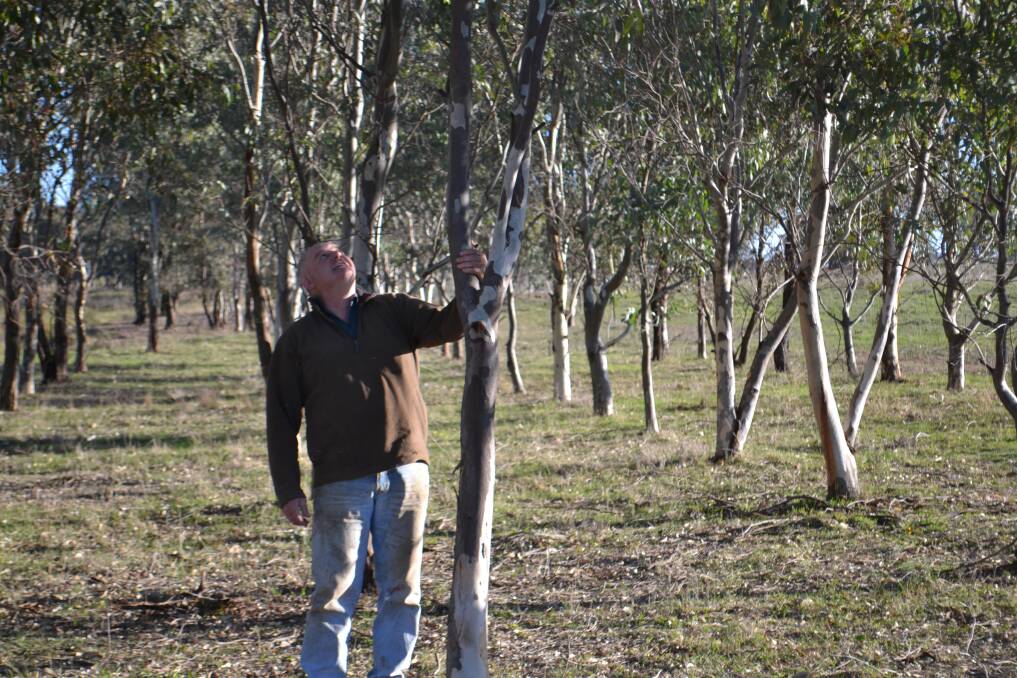 Cumnock farmer Don Bruce, 'Merangle', planted four hectares of River Red Gums in nature corridors to improve biodiversity and fix salinity issues on his land. 