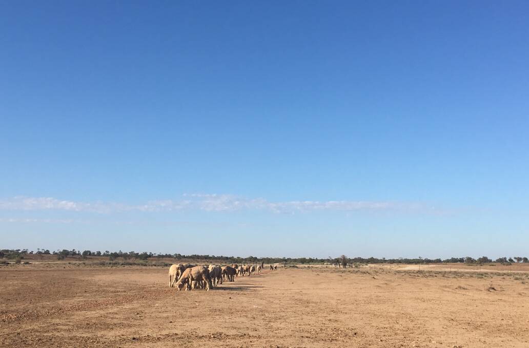 The NSW Drought Transport Fund will provide up to $20,000 in low interest loans, with a two-year interest and repayment free period.