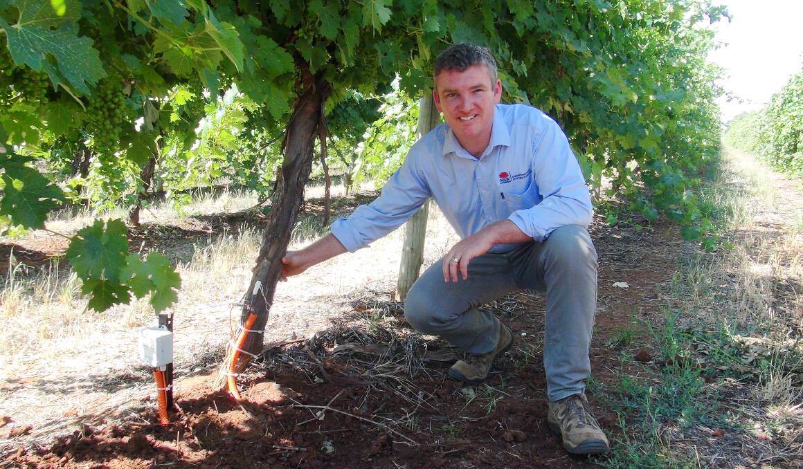 NSW Department of Primary Industries viticultural development officer, Adrian Englefield, checks new sap flow meters and dendrometers in one of the Riverina vineyards. 