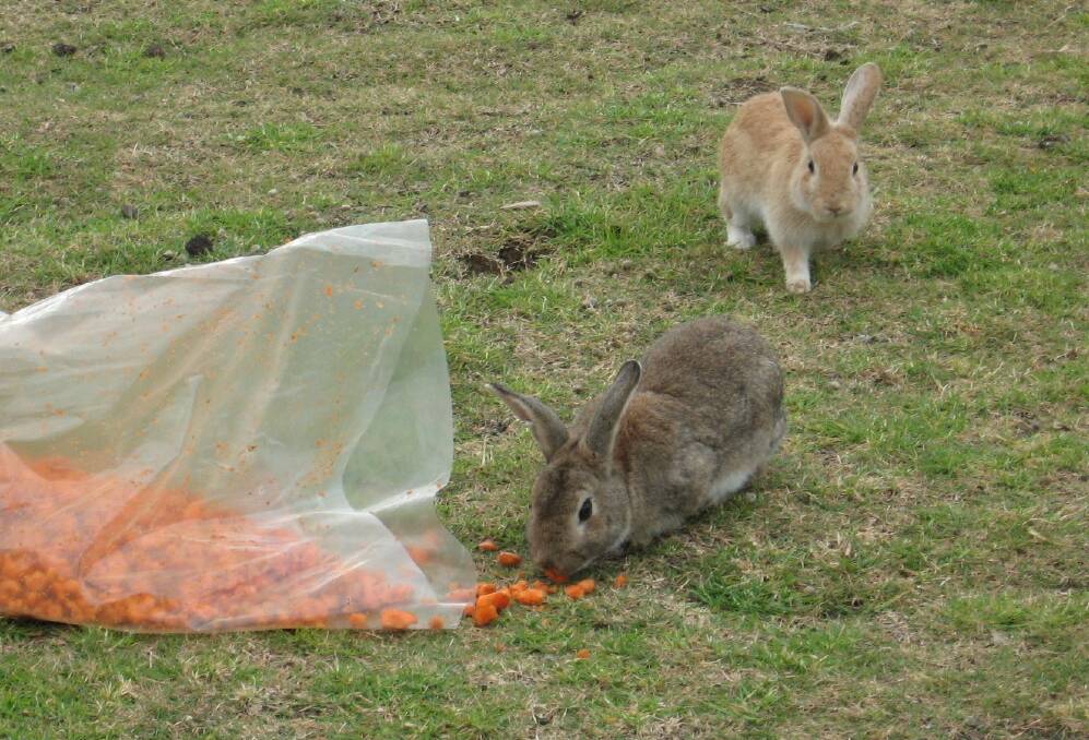 Federal, state and territory governments have announced plans to unleash a new strain of virus on wild rabbits at more than 600 sites across Australia.