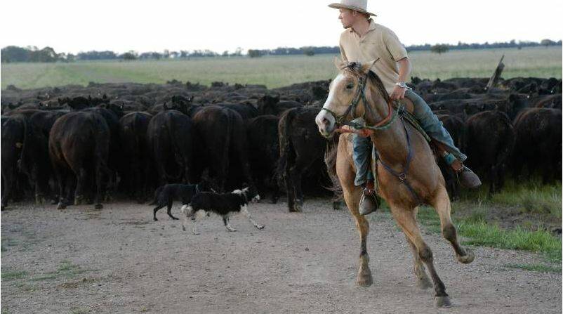 Josh Kirk, Harden, behind the mob of 800 head cattle on the stock route between Quandialla and West Wyalong. Photo by Rachael Webb. 