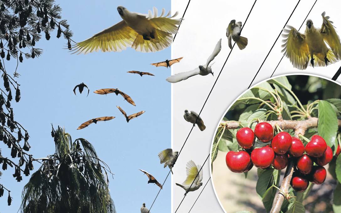 Cockatoos and flying foxes have caused havoc among the state's fruit and veg crops. Produce for a Sydney Royal display has been decimated. 